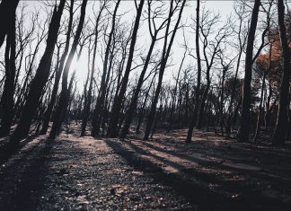 Resurgis, da Campomarino un video in difesa dell’ambiente